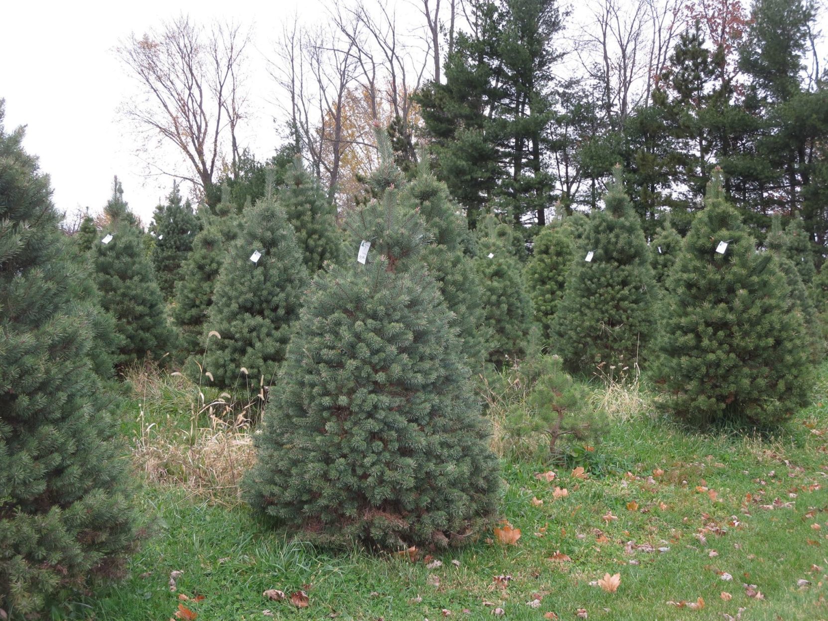 Prairie State Tree Farm